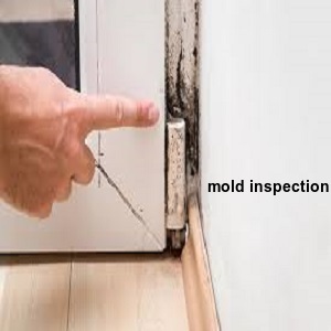 mold Removal