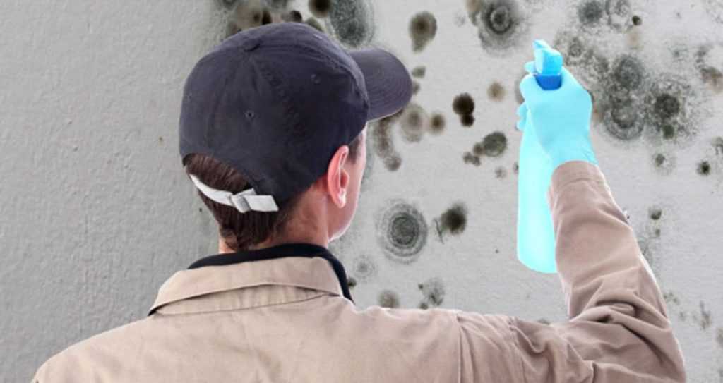 How Much Does Mold Inspection Cost